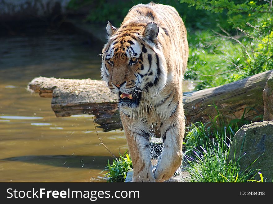 Tiger in action near waters