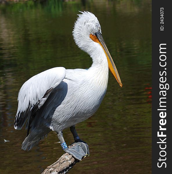 Pelican sitting on branch near waters