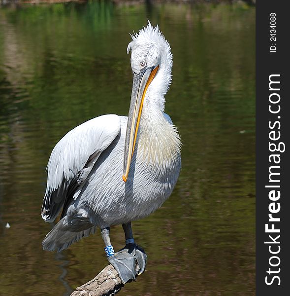 Pelican sitting on branch near waters