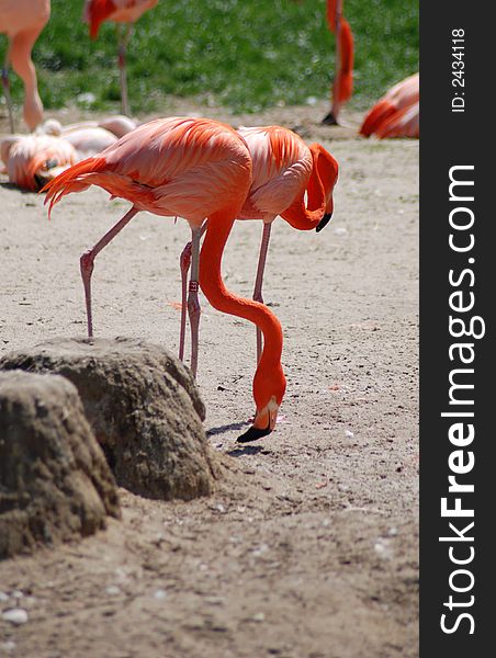 Flamingos duck erect near stump