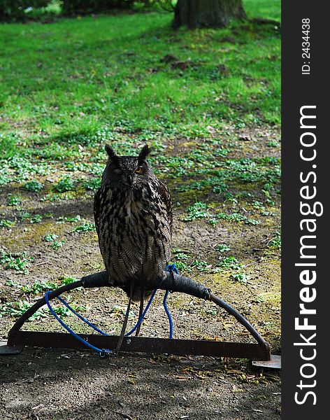 A eagle-owl sitting in zoo