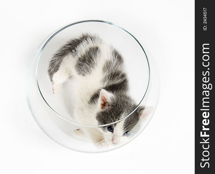 A kitten plays inside of a glass fishbowl on white background. A kitten plays inside of a glass fishbowl on white background