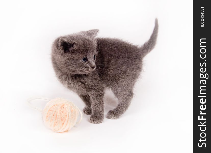 A gray kitten plays with a ball of yarn on white background. A gray kitten plays with a ball of yarn on white background