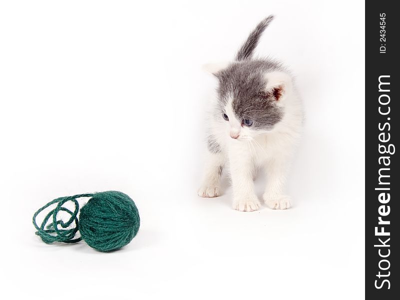 A gray and white kitten with a ball of yarn.
