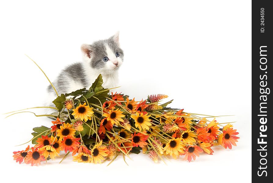 A Gray and white kitten with a bouquet