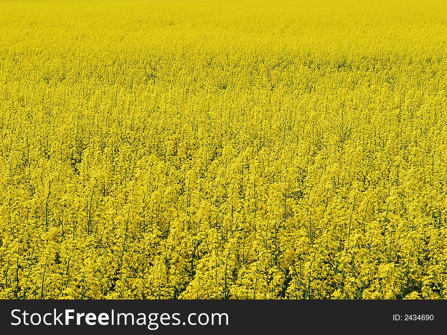 Beautiful Yellow Field