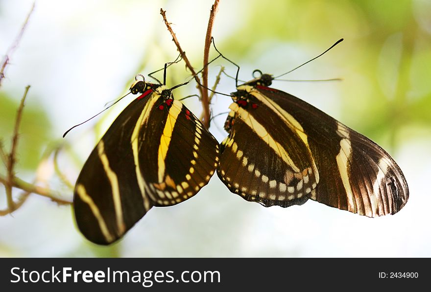 Zebra Longwing butterfly roosting under a tree branch in the desert. ( Heliconius Charitonius)