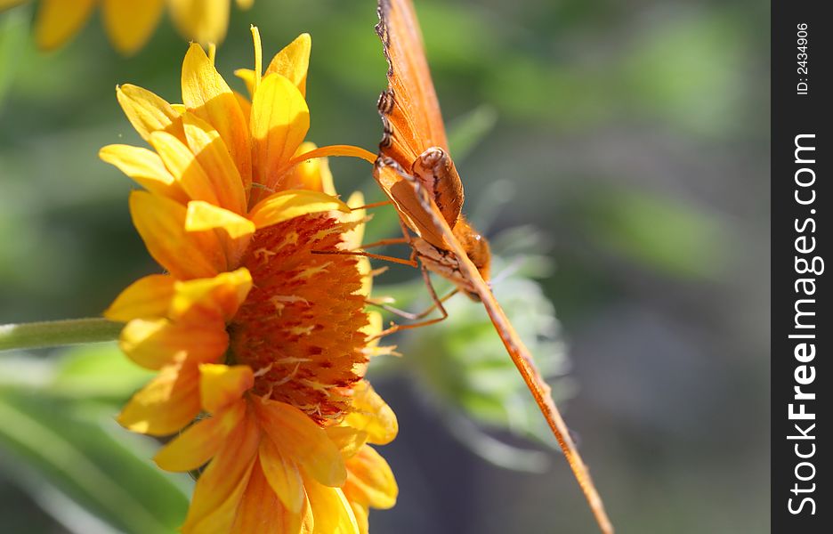 A Julia Longwing Butterfly on a flower. Aft shot