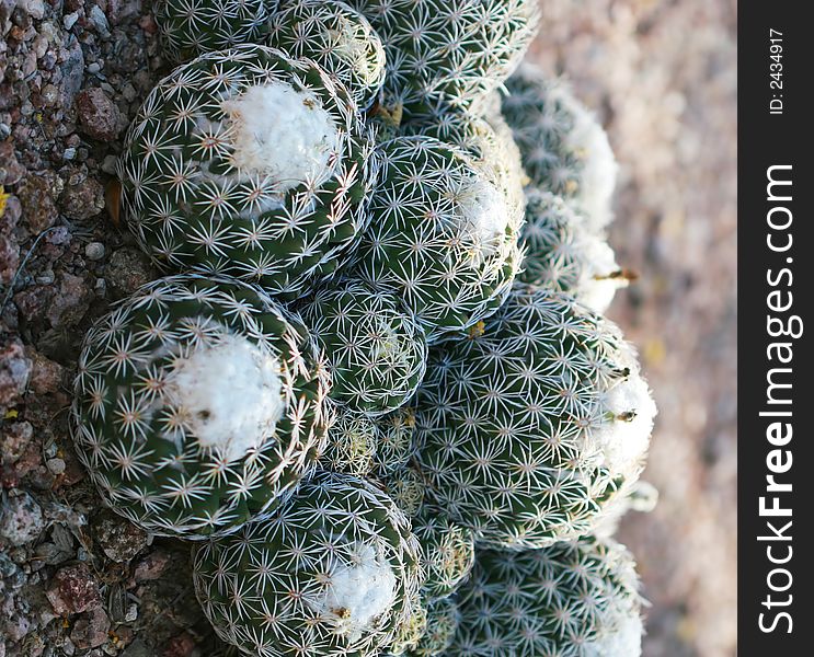 Close up shot of a desert ball cactus. Great detail in the thorns sticking out. Shot with a Canon 30D and 100mm macro lens