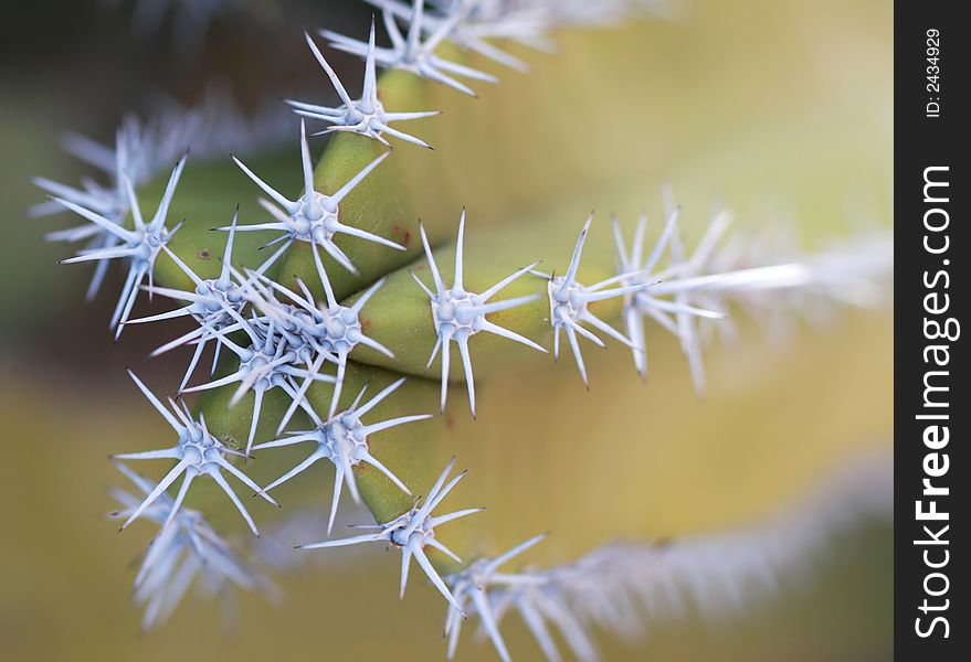 Close up shot of a desert cactus. Great detail in the thorns sticking out. Shot with a Canon 30D and 100mm macro lens. Close up shot of a desert cactus. Great detail in the thorns sticking out. Shot with a Canon 30D and 100mm macro lens