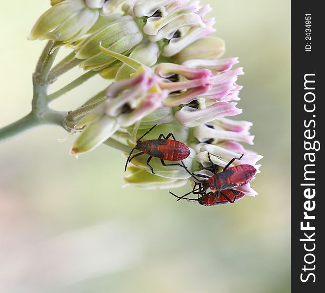 Red beetles crawling on flowers. Great macro shot and lots of detail on the bugs.