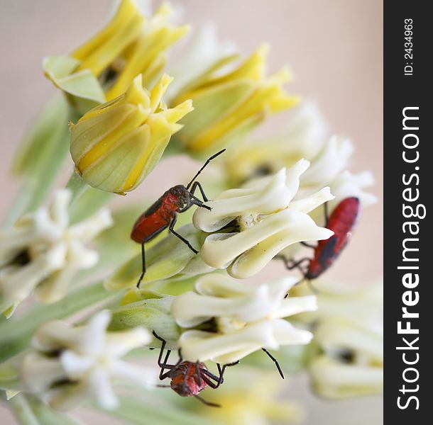 Red beetles crawling on flowers. Great macro shot with Canon 30D