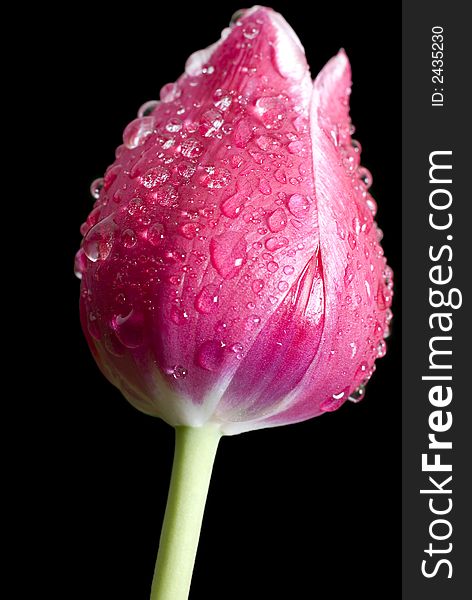 Nice red tulip with water drops on black background