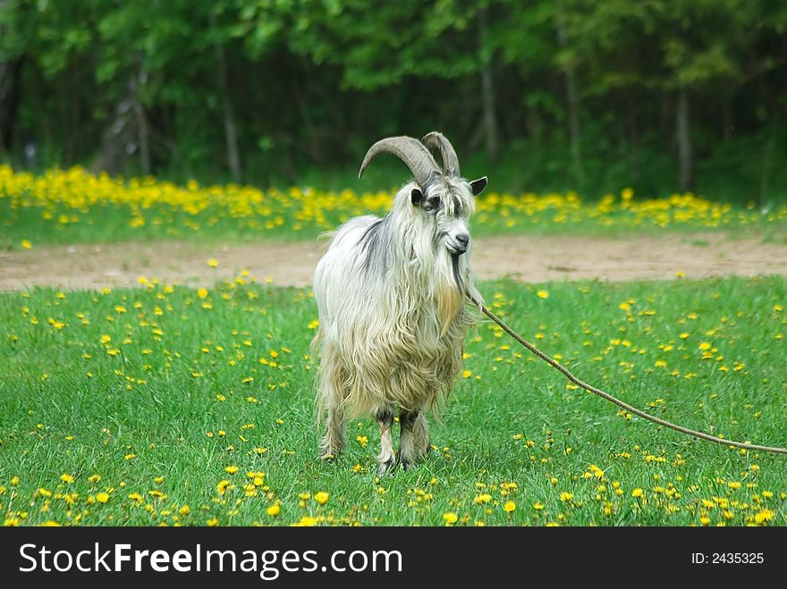 Goat with big horns on green meadow
