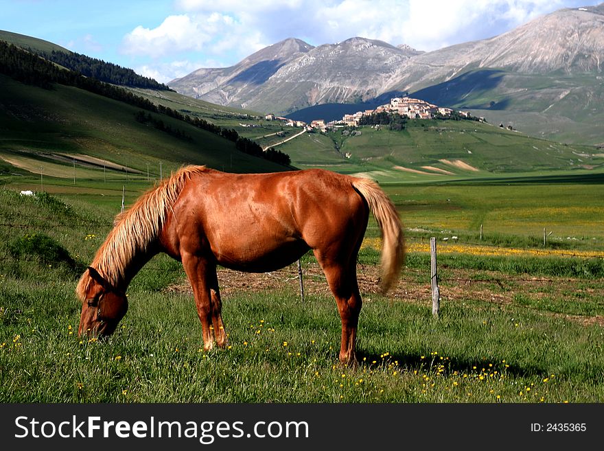 Image of an horse eating grass in Castelluccio di Norcia - umbria - italy