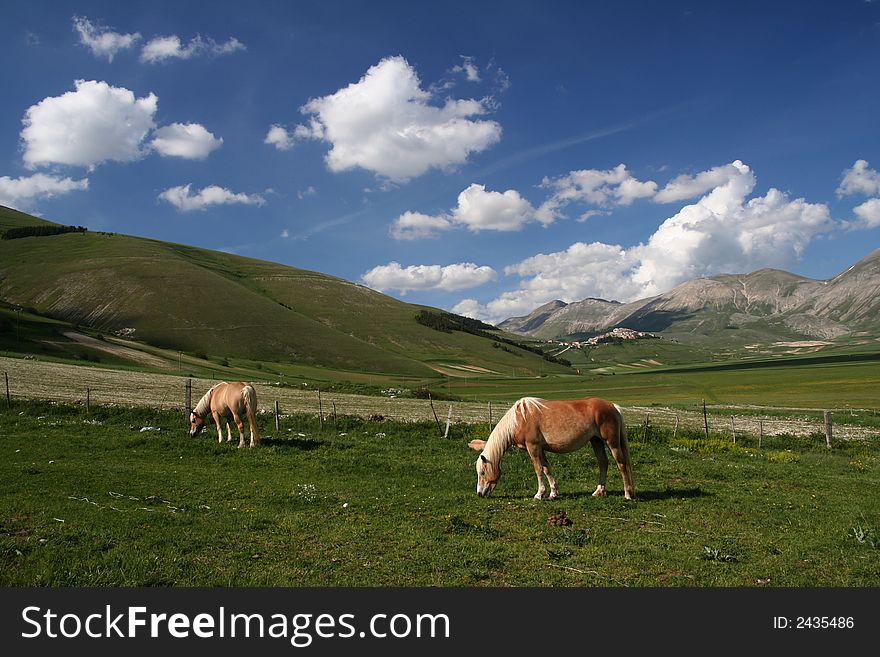 Image of two horses with landscape in background in Castelluccio di Norcia - umbria - italy