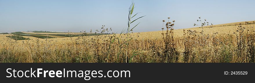 Wheat field panorama, the Galilee, Israel