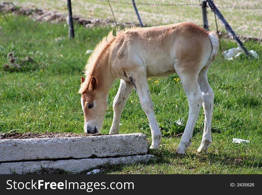 Image of a foal in Castelluccio di Norcia - umbria - italy