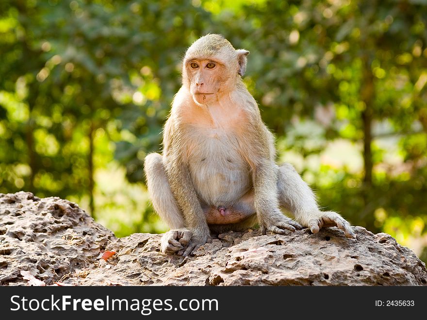 Sitting Monkey