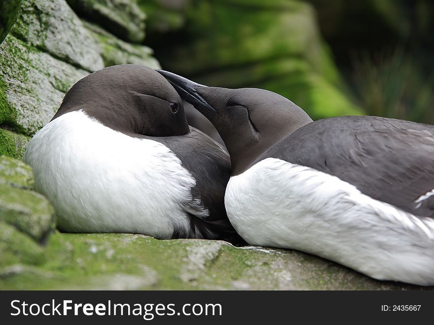 Two common murres sitting on the rocks. Two common murres sitting on the rocks.