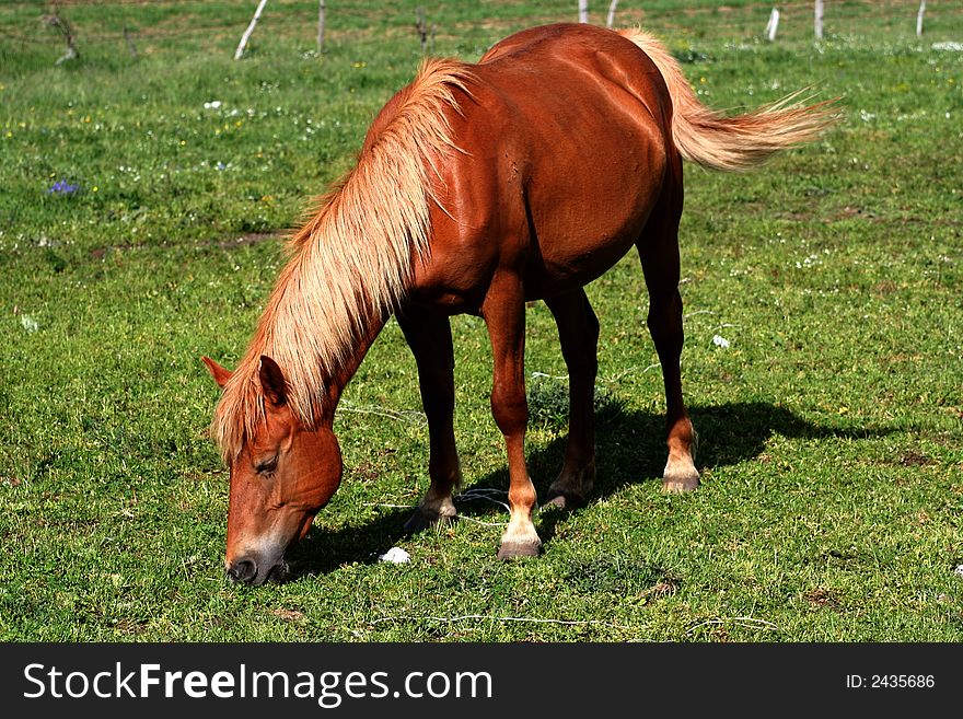 Image of an horse eating grass in Castelluccio di Norcia - umbria - italy