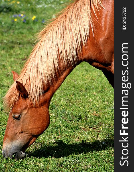 Image of an horse eating grass in Castelluccio di Norcia - umbria - italy. Image of an horse eating grass in Castelluccio di Norcia - umbria - italy