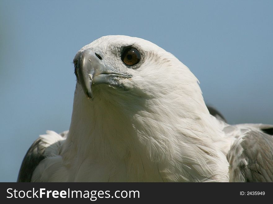 Eagle head and eyes close up