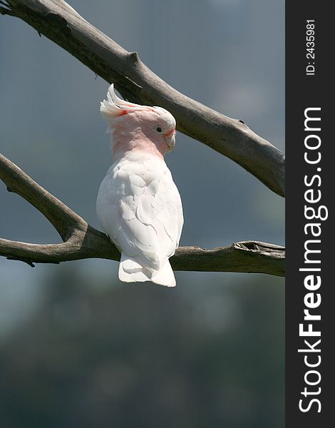 Pink and white parrot on a tree