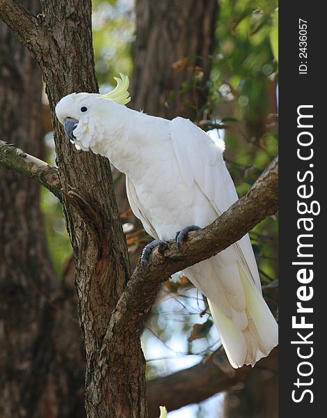 Curious looking white parrot with yellow crest
