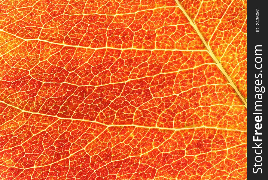 Closeup to a red leaf showing the structure and texture. Closeup to a red leaf showing the structure and texture.