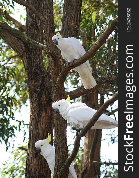 Three white parrot on a tree