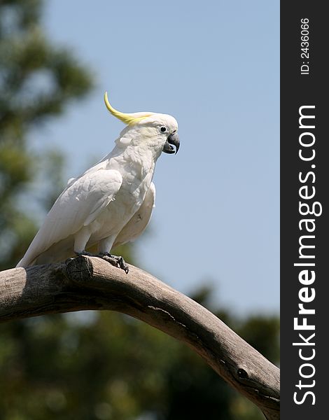 White and yellow crested parrot. White and yellow crested parrot