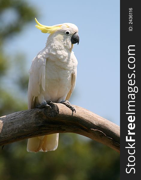 Pink and yellow parrot standing still. Pink and yellow parrot standing still