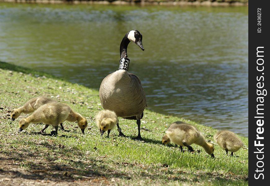 Canadian Goose with new born babies. Canadian Goose with new born babies