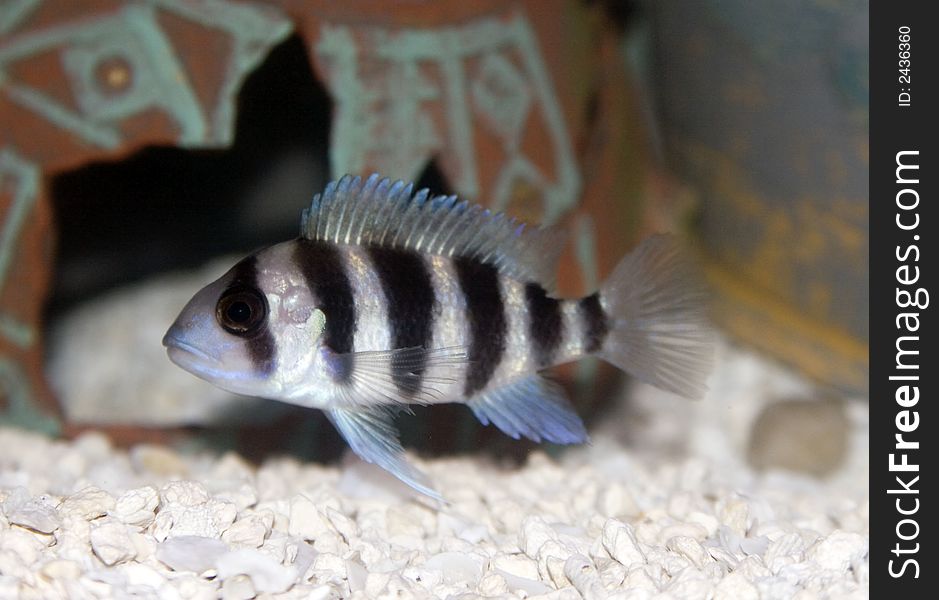 C. Frontosa, a colorful tropical fish of the cichlid family. C. Frontosa, a colorful tropical fish of the cichlid family