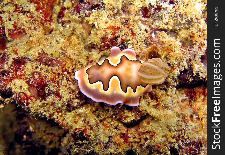 Chromodoris coi