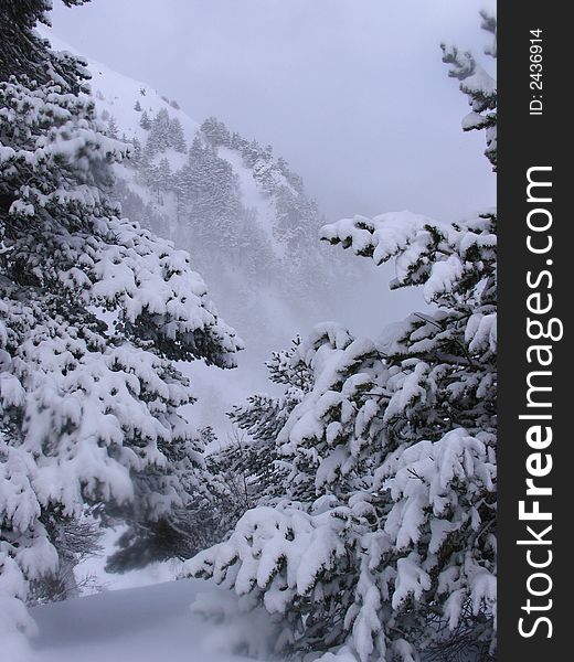 The landscape with the view of the snowed mountaines and the branches of the pine