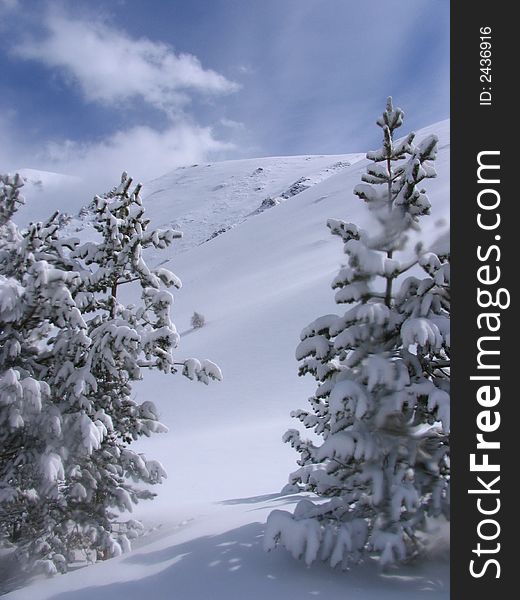 The landscape with the view of the snowed mountaines and the branches of the pine