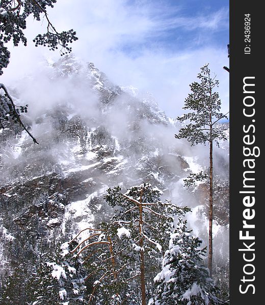 The landscape with the view of the snowed mountaines and the branches of the pine