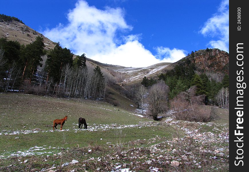 The view of the mountain and the horses. The view of the mountain and the horses