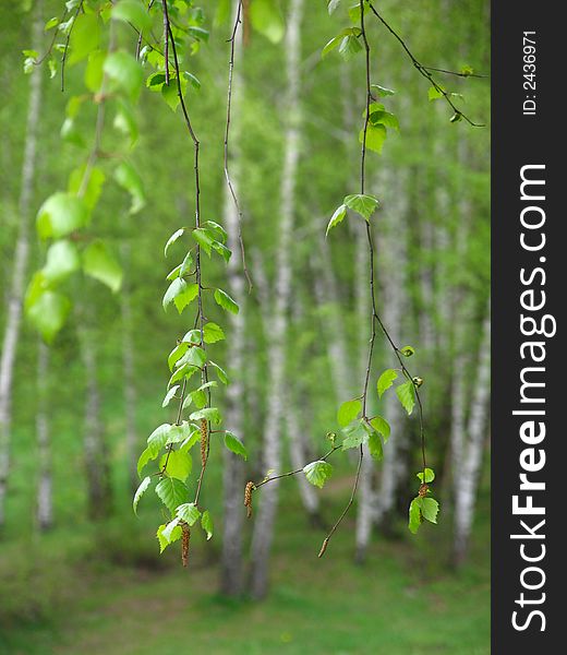The green branch of the birch