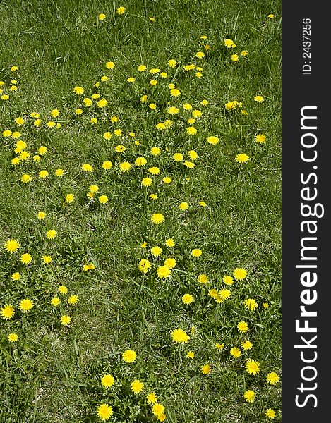 Flowerses of the dandelion on golf field