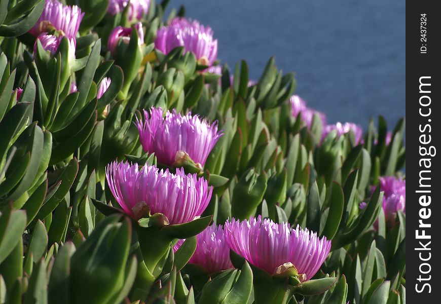 Hottentot close-up in the Mediterranean coast. Hottentot close-up in the Mediterranean coast