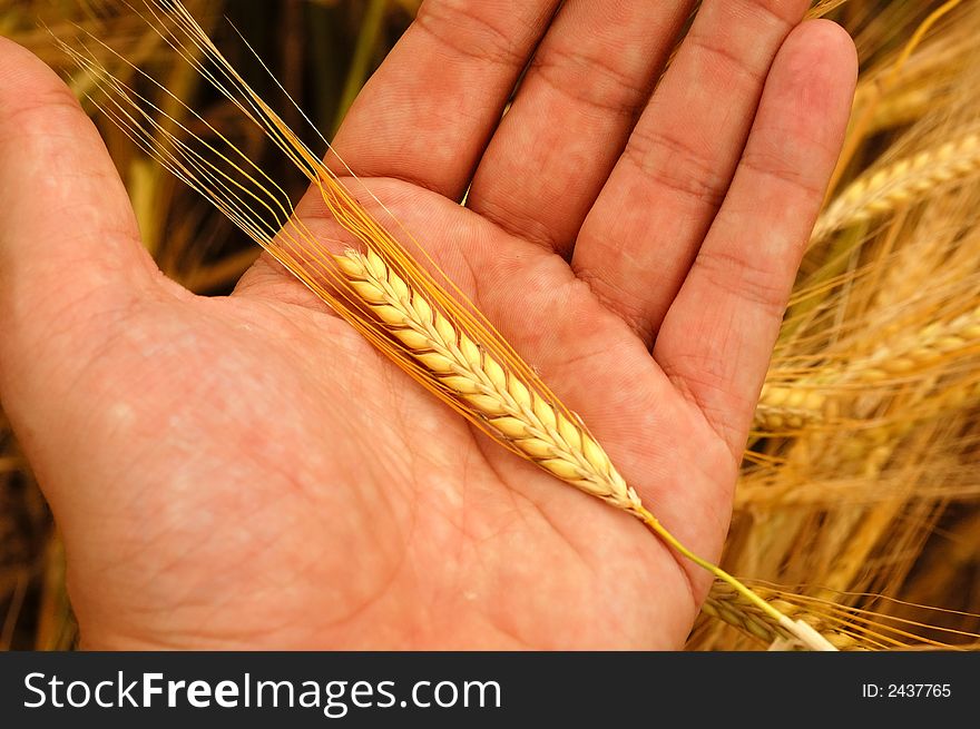 A man holding wheat in his hand showing it to us.