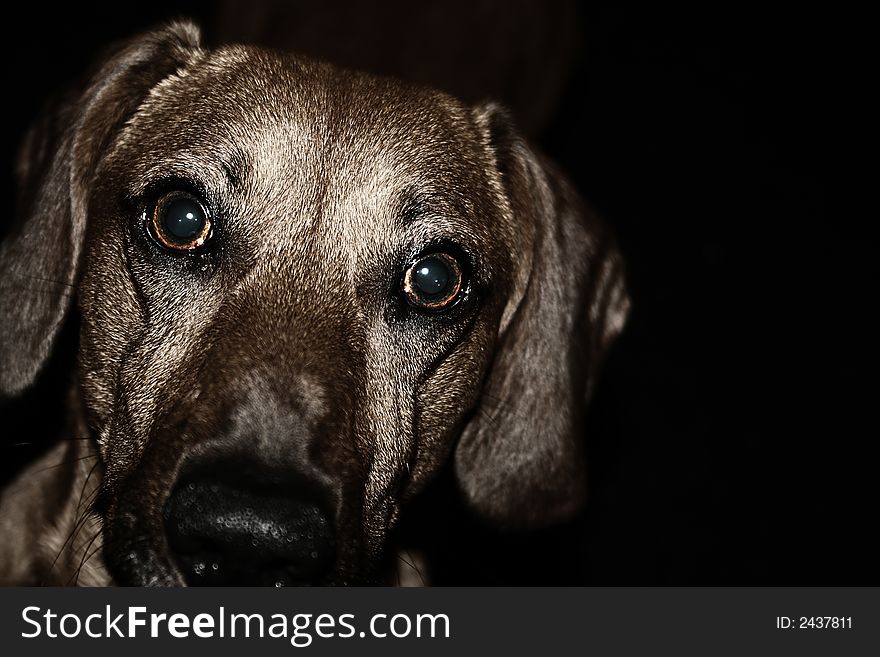 A friend curios eye-talking dog. A friend curios eye-talking dog