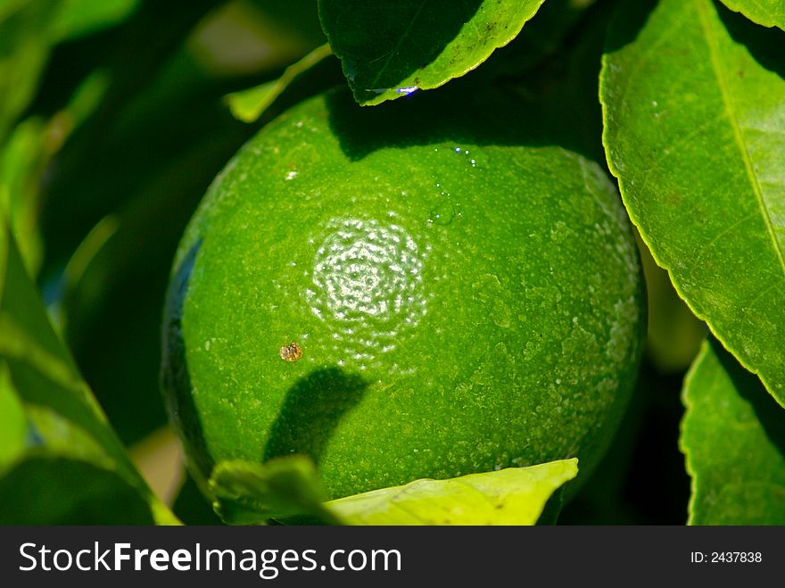 Close up of green lemon growing on tree in florida. Close up of green lemon growing on tree in florida