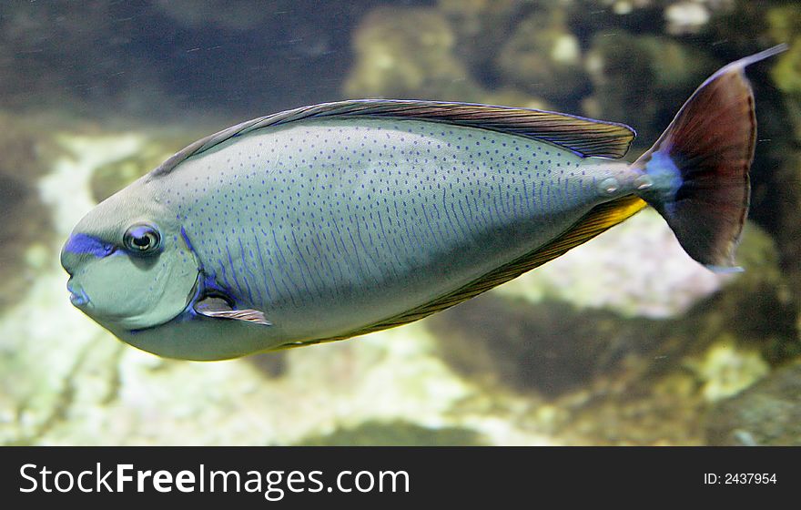 Portrait of Nice Tropical Fish. Portrait of Nice Tropical Fish