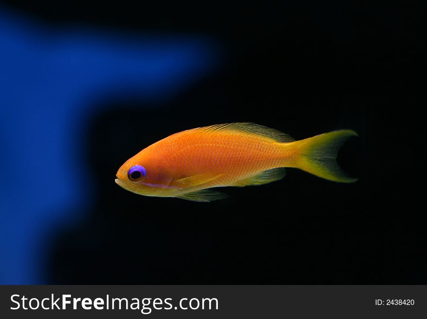 The beautiful tropical fish floats in the sea. The beautiful tropical fish floats in the sea