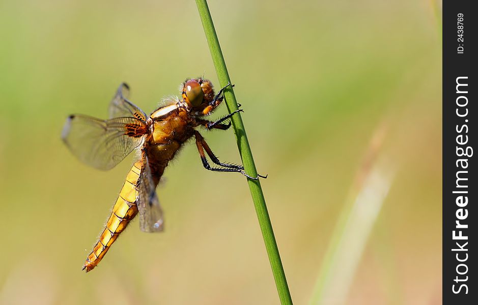 Macro of yellow dragonfly on stalk