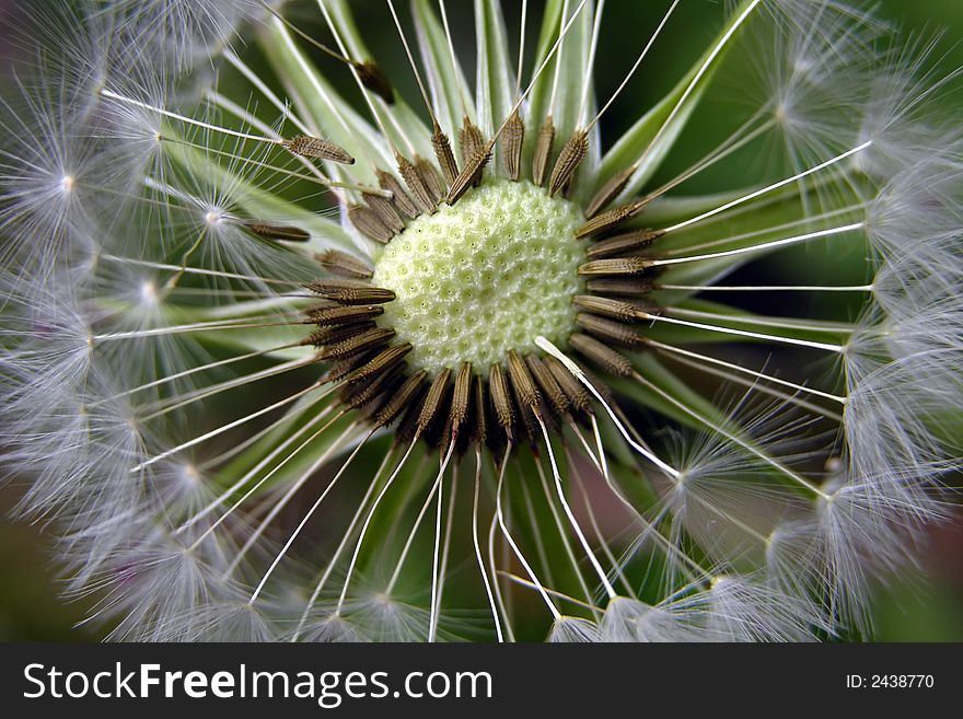 Close up of dandy with natural green background